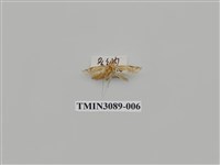 藏品(螟蛾69)的圖片